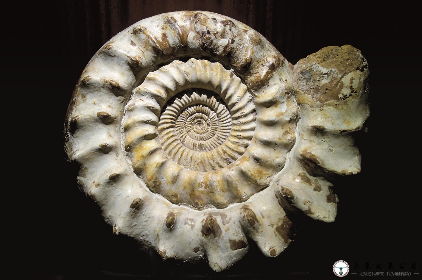 同宗不同命的菊石和鹦鹉螺