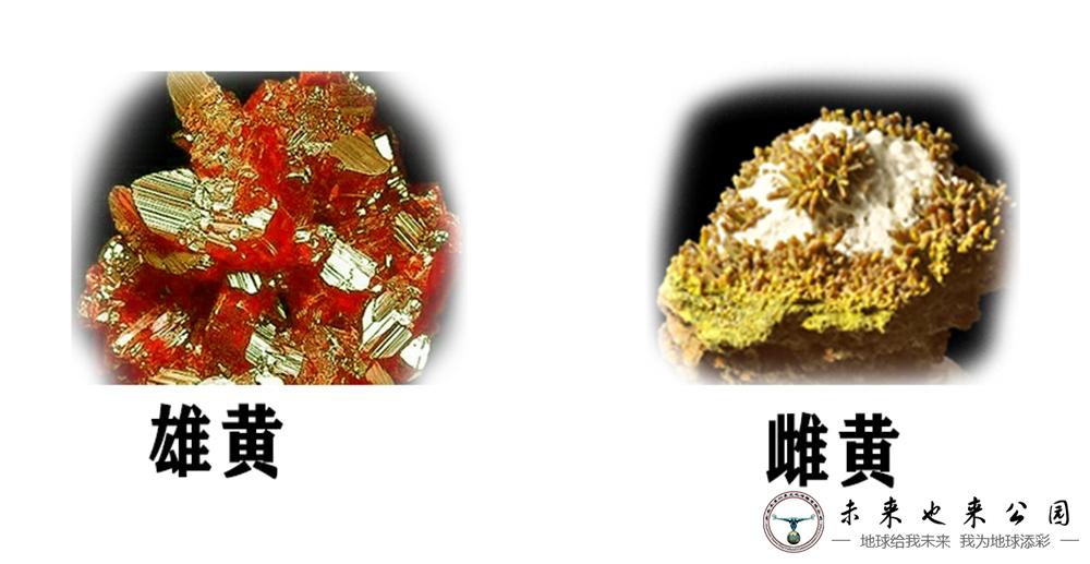 端午节的“毒娘子”|科普之窗|未来也来公园|石林喀斯特地质科研博物馆